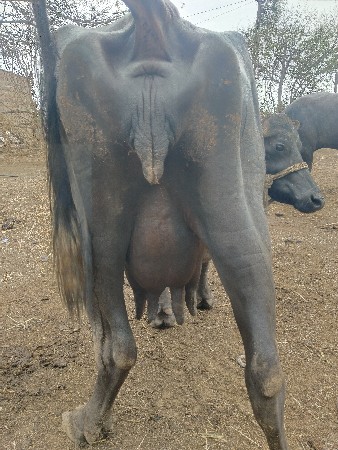 બીજું વેતર છે