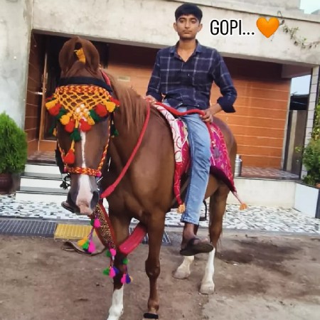 આ ઘોડી વેચવાની છે