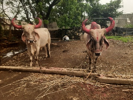 બરધ વેચવા નાછે