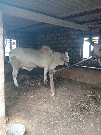 બળધ વેસવાના છે બીજી ધર