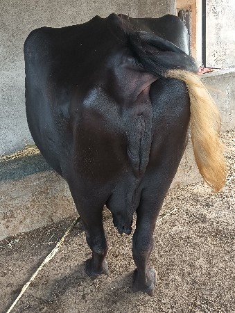 3 વેતર ની ભેંસ વેચવાની છે