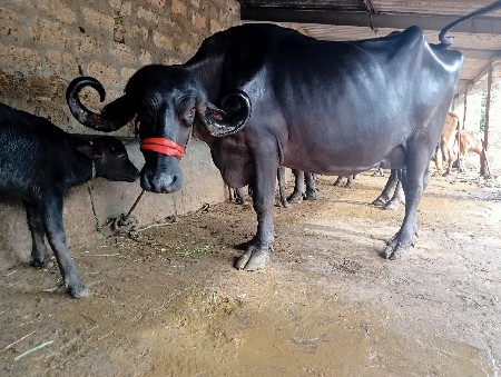 ભેંસ વેચવાની છે