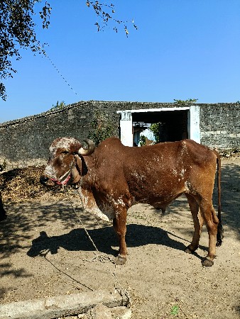 એક બળદ