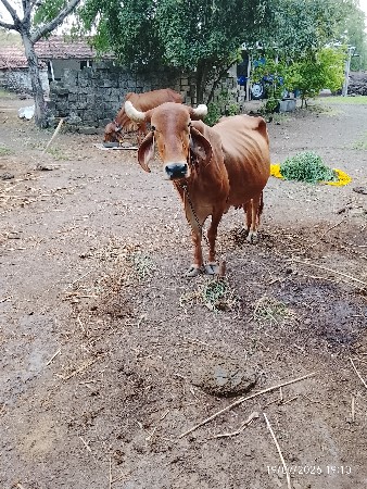 ગાય વેચવાની છે