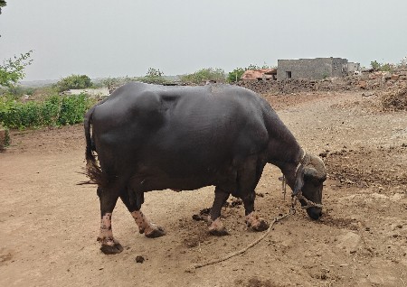 ભેંસ વેચવાની  છે