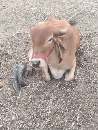 હોળકી દેવા ની સે
