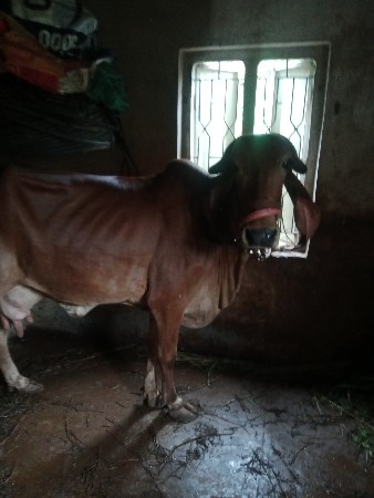 જય માતાજી ભાઈ ગીર ગાય આપવાની સે