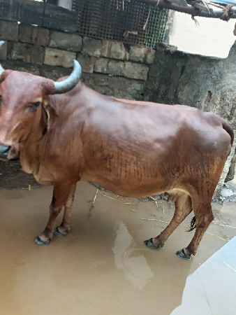 દેસી હોકકી