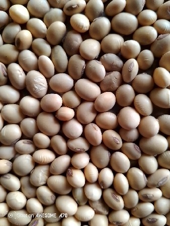 સોયાબીન બિયારણ