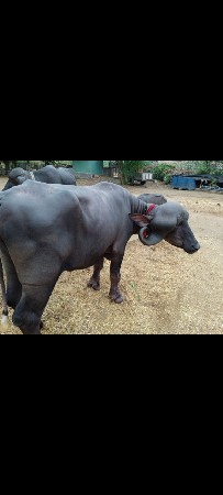 પાસ ખડેલા વેશવાના છે