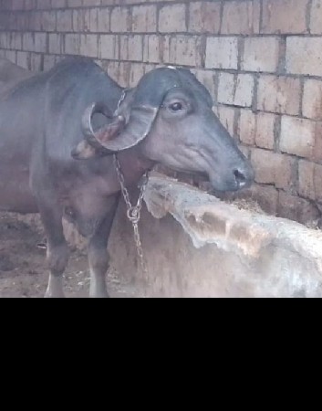 આ ભેંસ વેચવાની છે