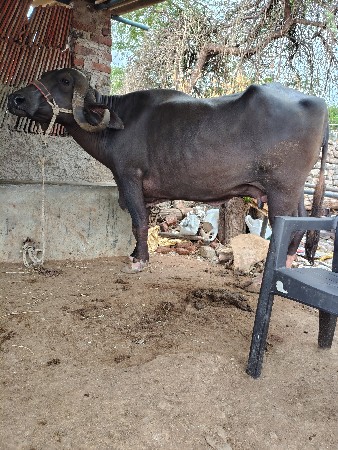 ભેંશ વૈચવાની છે ઉચાયલબાય પુરી