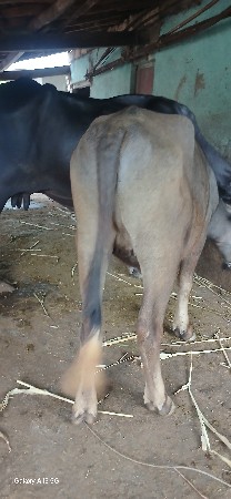 પાડી વેચવાની છે.