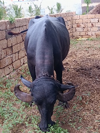 ભેંસ વેચવાની છે