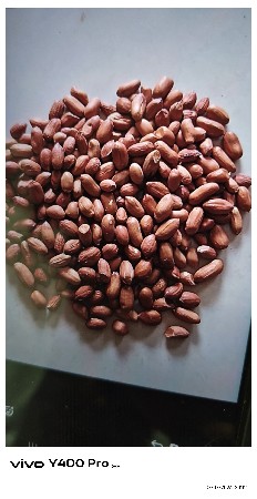 G39 બિયારણ