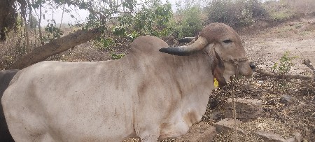 arjun.nu bij dan