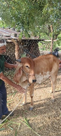 ગીર ગાય સાથે હોડકી વેચવાની છે