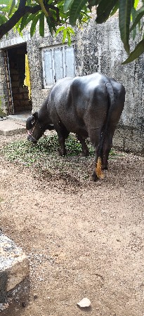 ભેંસ વેચવાની છે