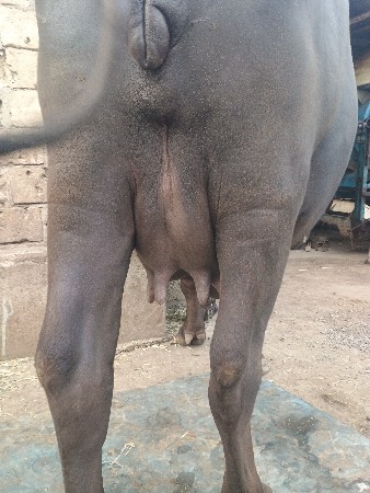 ભેંસ વેચવાની છે 3