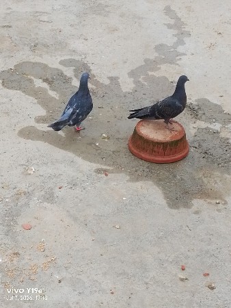 કબૂતર વેચવાના છે