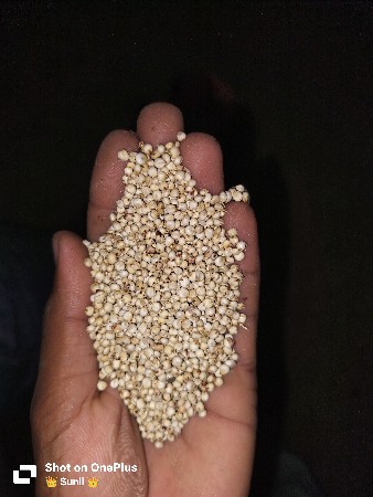 જુવાર
