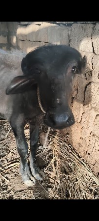 બે જાફરાબાદી પાડી વેચવાની છે.