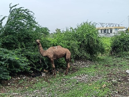 વેચવા નૉ