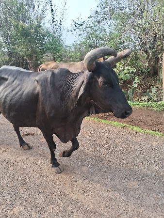 ગાય