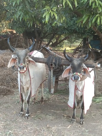 વેચવાના છે