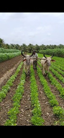vadhiyara baladh che