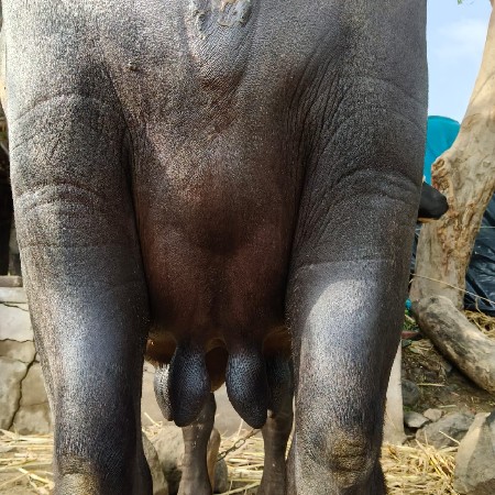 ભેંસ વેચવાની છે