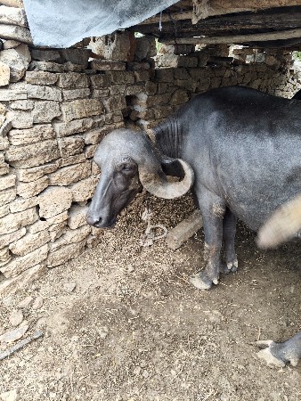 ચાર મહિનાની ગાભણ