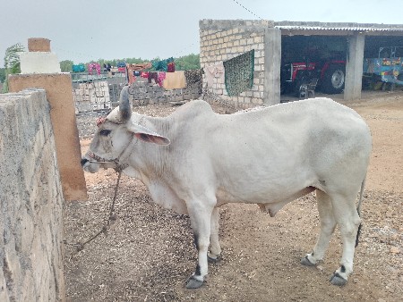 ગોઢલો વેચવાનો છે