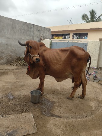ગાય વેચવાનિછે
