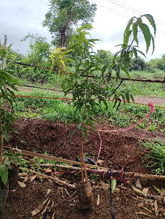 Chamunda nursery