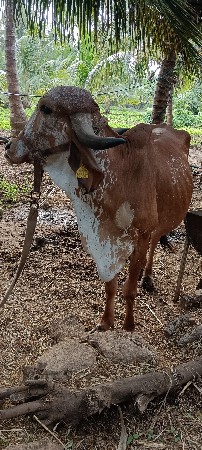 ગાય વેચવાની છે 7. 5મહીના ગાભણ