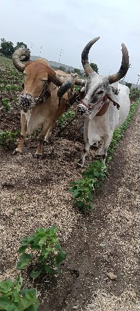 તન ઘરના બરધ વેસવાના સે