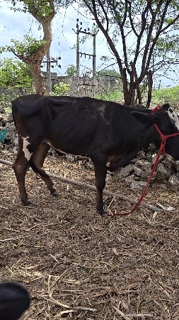 hf હોડકા વેચવાના છે.