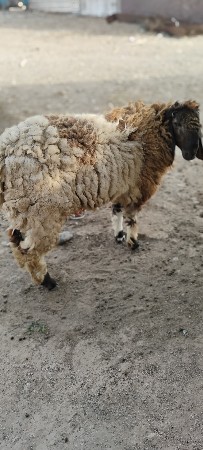 9724615265