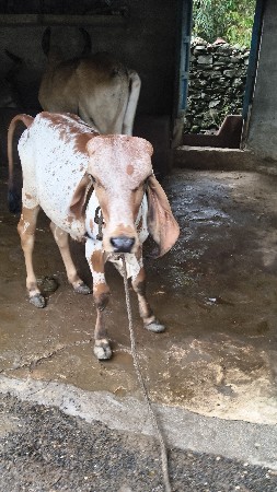 વાછરડો વેચવાનો છે