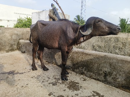 સવા બે વર્ષ ની પાડી