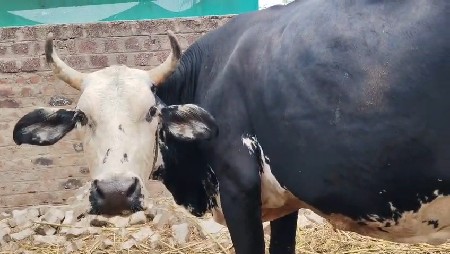 3 ગાય વેચવા છે