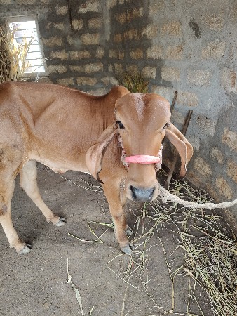વાછડી વેછવાની છે