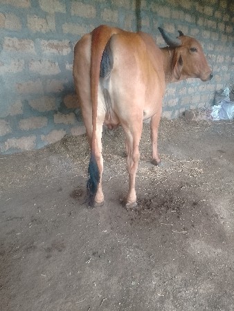 ગાયવેચવાનીછે