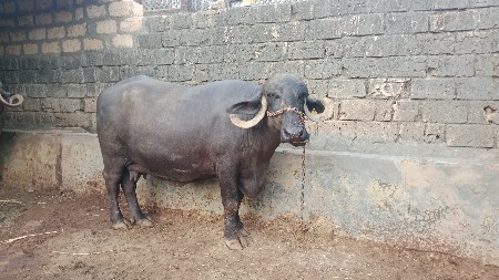 ભેંસ વેસવાની છે 3વેતર