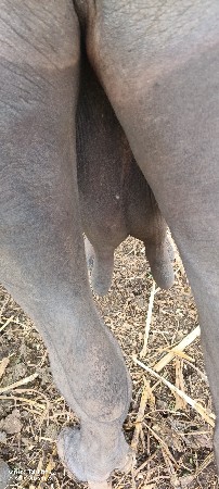 ભેંસ વેચવાની છે