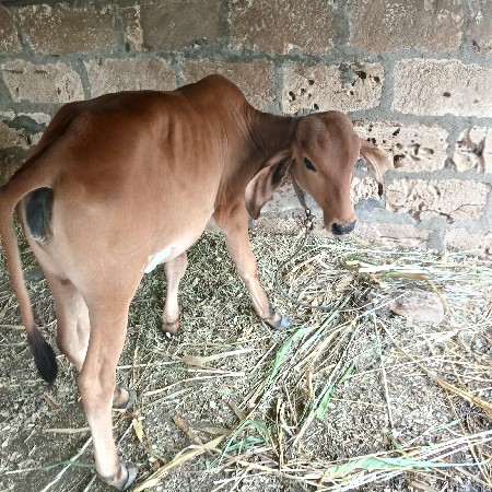 ગાય વેચવા નીચે