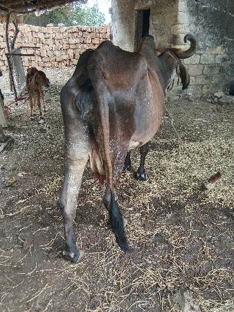 ગાય વેશવાની હે