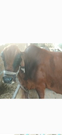 જરસી ગાય વેસવાની છે