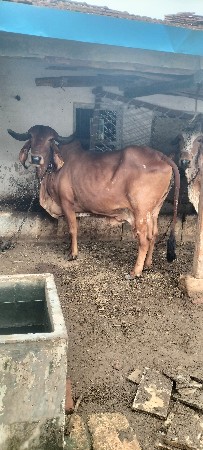ગાય  ને.  હોડકી  વેચવાની છે